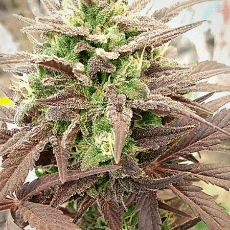 Platinum Bubba Kush Feminized Marijuana Seeds | Platinum Bubba Strain | The Seed Fair