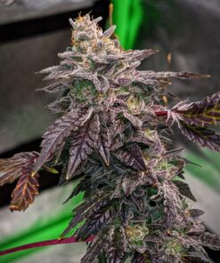 Pre-98 Bubba Kush Feminized Marijuana Seeds | Pre-98 Bubba Strain | The Seed Fair