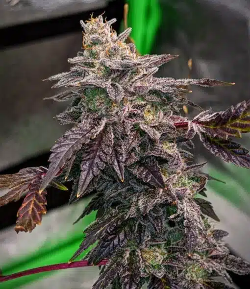 Pre-98 Bubba Kush Feminized Marijuana Seeds | Pre-98 Bubba Strain | The Seed Fair