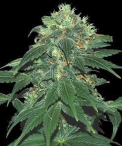 Punky Lion Feminized Marijuana Seeds | Punky Lion Strain | The Seed Fair