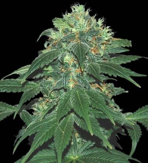 Punky Lion Feminized Marijuana Seeds | Punky Lion Strain | The Seed Fair