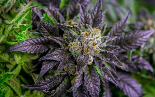 Purple Bush Feminized Marijuana Seeds | Purple Bush Strain | The Seed Fair