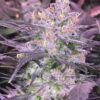 Purple Diesel Feminized Marijuana Seeds | Purple Diesel Strain | The Seed Fair