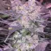 Purple Diesel Feminized Marijuana Seeds | Purple Diesel Strain | The Seed Fair
