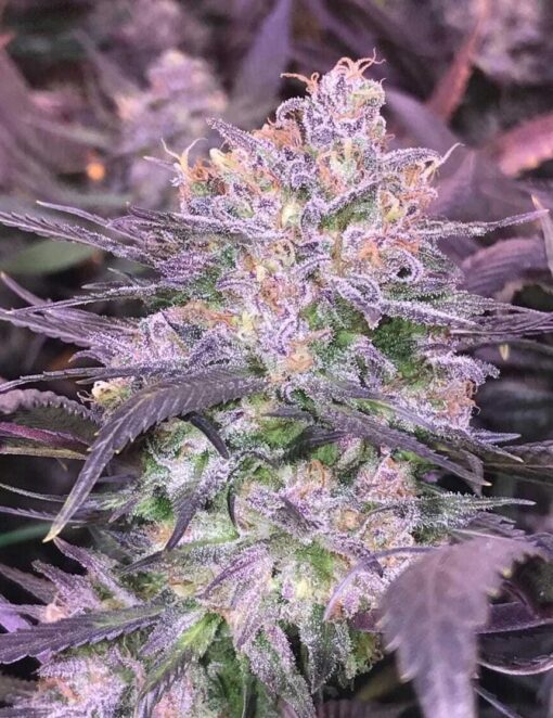 Purple Diesel Feminized Marijuana Seeds | Purple Diesel Strain | The Seed Fair