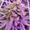 Purple Dragon Feminized Marijuana Seeds | Purple Dragon Strain | The Seed Fair