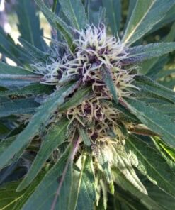 Purple Elephant Feminized Marijuana Seeds | Purple Elephant Strain | The Seed Fair