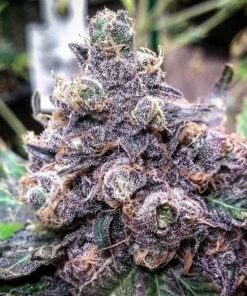 Purple Gorilla Feminized Marijuana Seeds | Purple Gorilla Strain | The Seed Fair