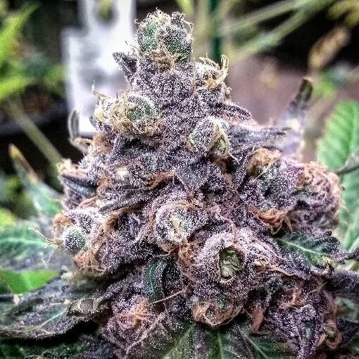 Purple Gorilla Feminized Marijuana Seeds | Purple Gorilla Strain | The Seed Fair