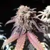 Purple Monkey Balls Feminized Marijuana Seeds | Purple Monkey Strain | The Seed Fair | The Seed Fair Purple Monkey Balls Feminized Marijuana Seeds | Purple Monkey Strain | The Seed Fair