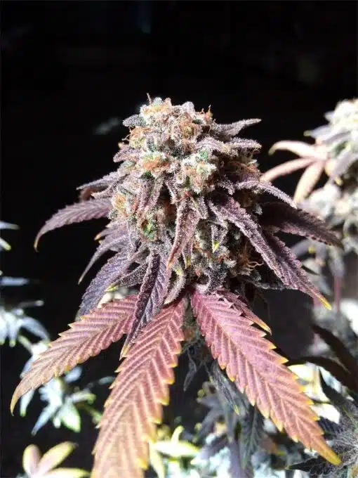 Purple Monkey Balls Feminized Marijuana Seeds | Purple Monkey Strain | The Seed Fair