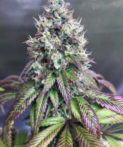 Purple Mr. Nice Guy Feminized Marijuana Seeds | Purple Mr. Nice Guy | The Seed Fair