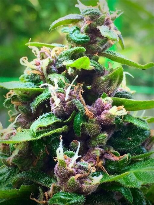 Purple Nepal Feminized Marijuana Seeds | Purple Nepal Strain | The Seed Fair