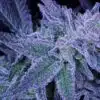 Purple Panty Dropper Feminized Marijuana Seeds | Purple Panty Strain | The Seed Fair