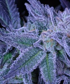 Purple Panty Dropper Feminized Marijuana Seeds | Purple Panty Strain | The Seed Fair