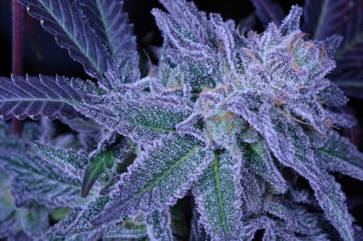 Purple Panty Dropper Feminized Marijuana Seeds | Purple Panty Strain | The Seed Fair
