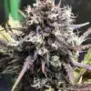 Purple People Eater Feminized Marijuana Seeds | Purple People Strain | The Seed Fair