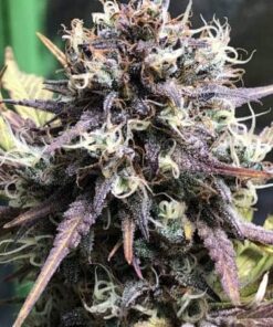 Purple People Eater Feminized Marijuana Seeds | Purple People Strain | The Seed Fair