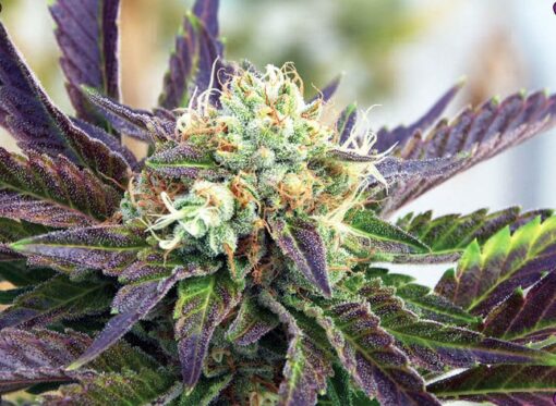 Purple Trainwreck Feminized Marijuana Seeds | Purple Trainwreck Strain | The Seed Fair