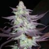 Purple Wreck Feminized Marijuana Seeds | Purple Wreck Strain | The Seed Fair