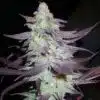 Purple Wreck Feminized Marijuana Seeds | Purple Wreck Strain | The Seed Fair