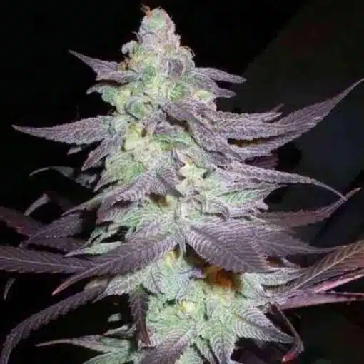 Purple Wreck Feminized Marijuana Seeds | Purple Wreck Strain | The Seed Fair