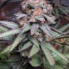 Querkle Feminized Marijuana Seeds | Querkle Feminized Strain | The Seed Fair