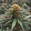 Qush Feminized Marijuana Seeds | Quesh Feminized Strain | The Seed Fair