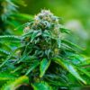 Recon Feminized Marijuana Seeds | Recon Feminized Strain | The Seed Fair