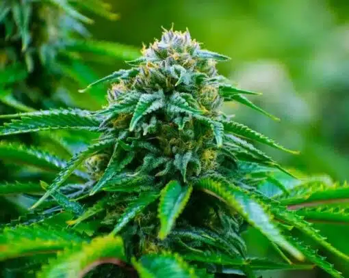 Recon Feminized Marijuana Seeds | Recon Feminized Strain | The Seed Fair