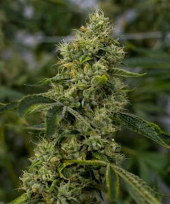 Red Eye OG Feminized Marijuana Seeds | Red Eye OG Strain | The Seed Fair