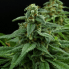 Red Headed Stranger Feminized Cannabis Seeds | The Seed Fair