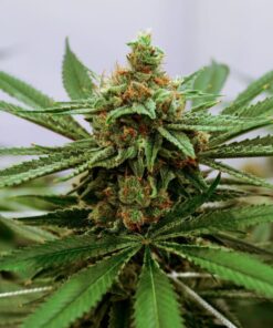 Redwood Kush Feminized Marijuana Seeds | Redwood Kush Strain | The Seed Fair