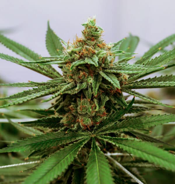 Redwood Kush Feminized Seeds | The Seed Fair