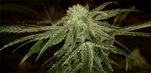 Rene Mist Feminized Marijuana Seeds | Rene Mist Strain | The Seed Fair