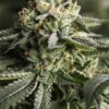 Remo Chemo Feminized Marijuana Seeds | Remo Chemo Strain | The Seed Fair