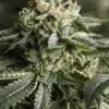 Remo Chemo Feminized Marijuana Seeds | Remo Chemo Strain | The Seed Fair