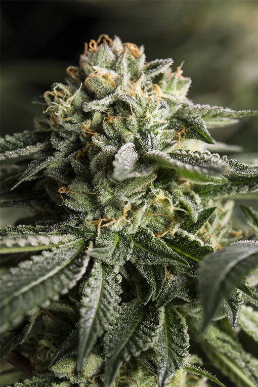 Remo Chemo Feminized Seeds | The Seed Fair