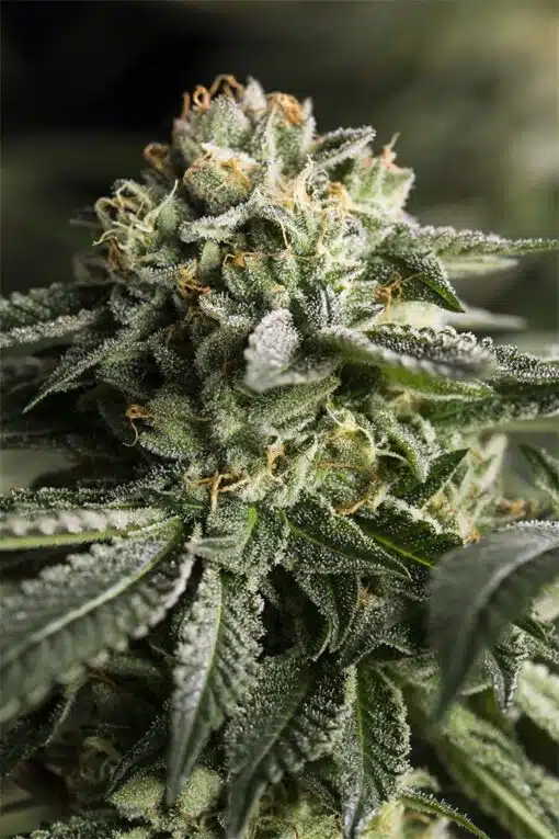 Remo Chemo Feminized Marijuana Seeds | Remo Chemo Strain | The Seed Fair