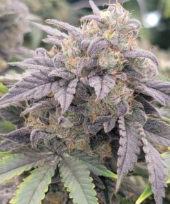 Rip City Purps Feminized Marijuana Seeds | Rip City Strain | The Seed Fair