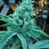 Rocky Mountain Blueberry Feminized Marijuana Seeds | Rocky Mountain | The Seed Fair