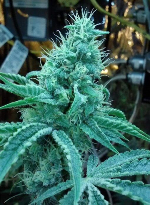 Rocky Mountain Blueberry Feminized Marijuana Seeds | Rocky Mountain | The Seed Fair