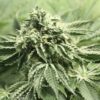 Rollex OG Kush Feminized Marijuana Seeds | Rolex OG Strain | The Seed Fair