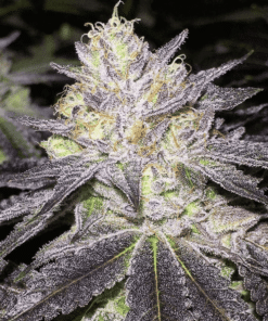 Romulan Feminized Marijuana Seeds | Romulan Feminized Strain | The Seed Fair