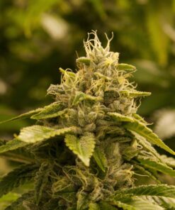 Rug Burn OG Feminized Marijuana Seeds | Rug Burn Strain | The Seed Fair