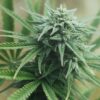 Satellite OG Feminized Marijuana Seeds | Satellite OG Strain | The Seed Fair