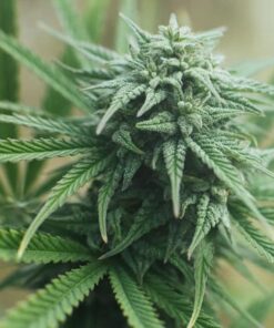 Satellite OG Feminized Marijuana Seeds | Satellite OG Strain | The Seed Fair