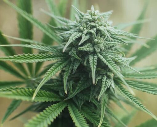Satellite OG Feminized Marijuana Seeds | Satellite OG Strain | The Seed Fair