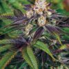 Scooby Snacks Feminized Marijuana Seeds | Scooby Snacks Strain | The Seed Fair