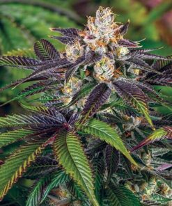 Scooby Snacks Feminized Marijuana Seeds | Scooby Snacks Strain | The Seed Fair